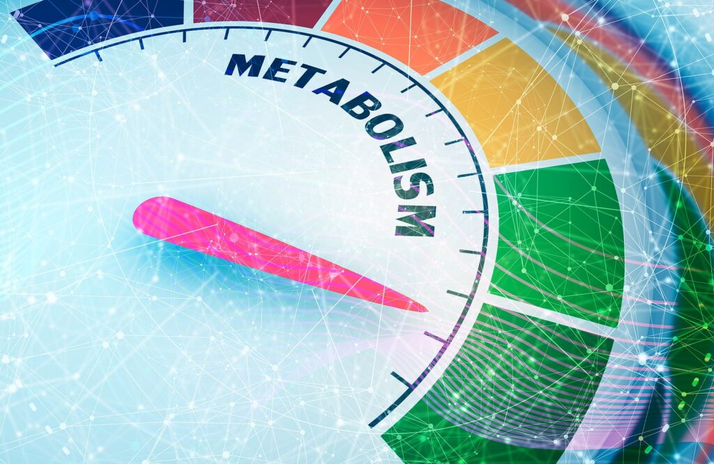 bigstock Metabolism Level Scale With Ar 397645154 min