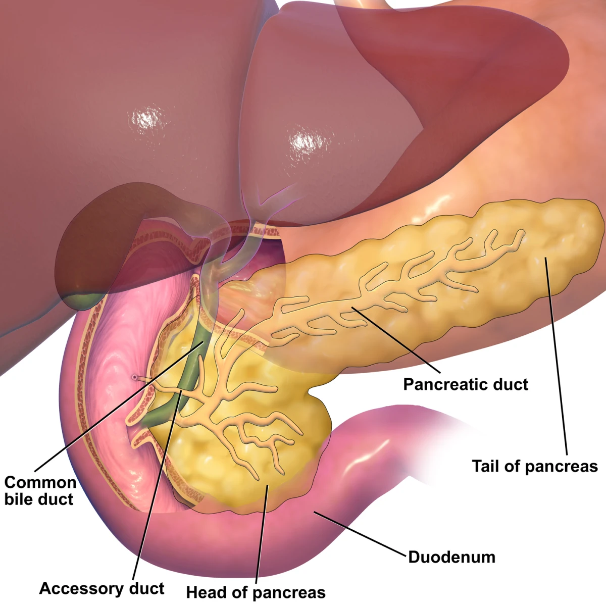 pancreas gastro health 1